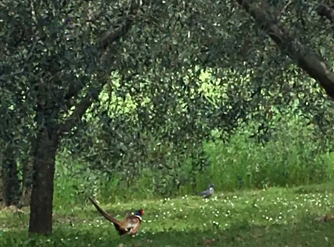 Podere Abbazia Bed & Breakfast