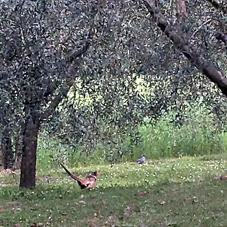 Frühstückspension Podere Abbazia