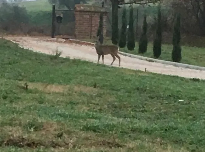 Podere Abbazia