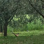 Podere Abbazia Bed & Breakfast